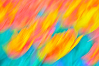 Tulips - Abstract