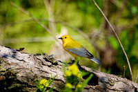 Prothonotary Warbler
