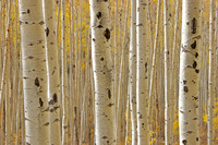 Aspen . . . These Days