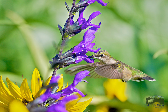 Ruby Throated Hummers Among the Salvia