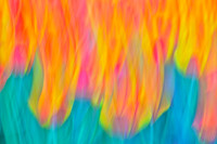 Tulips - Abstract