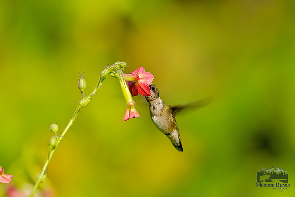 On a Flower