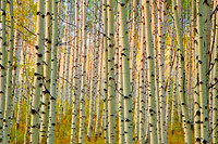 Aspens on McClure Pass II