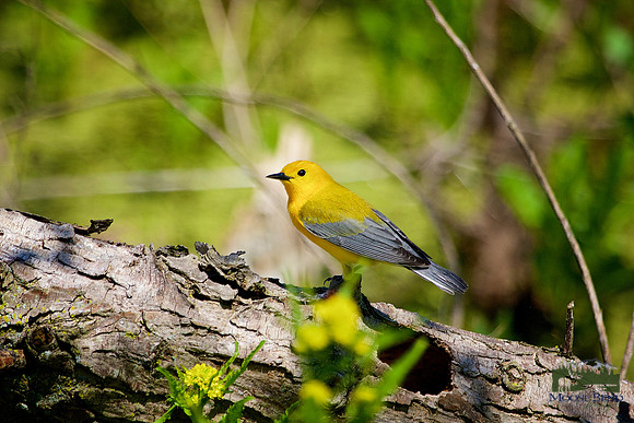Prothonotary Warbler
