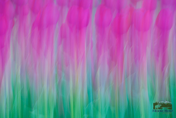 Tulipalooza 2015