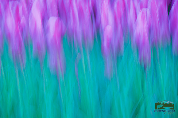 Tulipalooza 2015