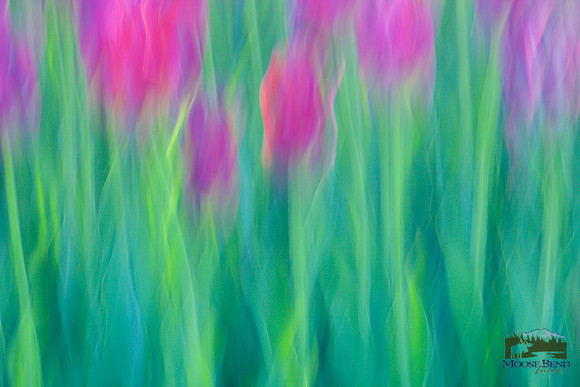 Tulipalooza 2015