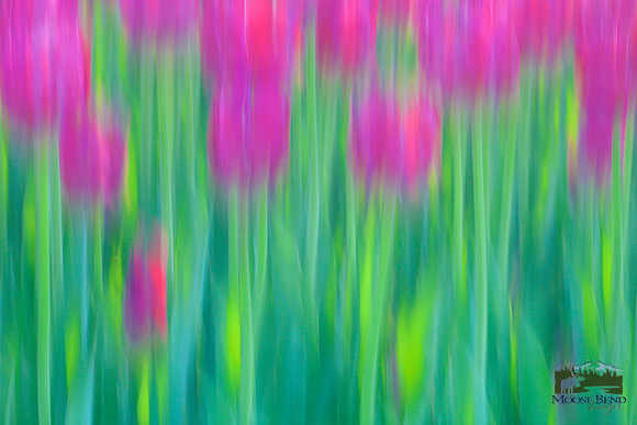 Tulipalooza 2015