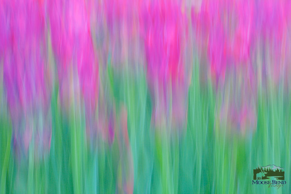 Tulipalooza 2015