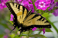 Tiger Swallowtail