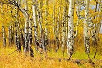 Aspens on Oxbow Bend No. 2