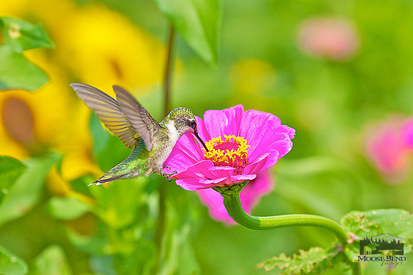 Summer Visitors - Ruby Throated Hummingbirds