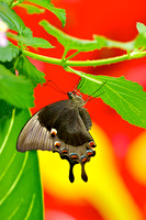 Hanging III