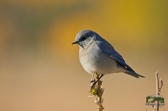 Mountain Bluebird