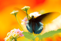 In Flight