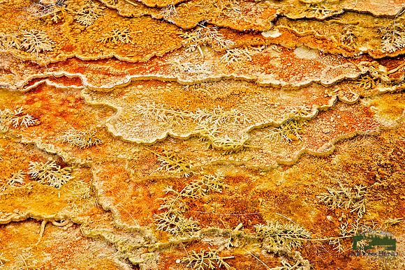 Mammoth Hot Springs - Abstract