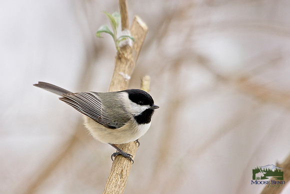Chickadee