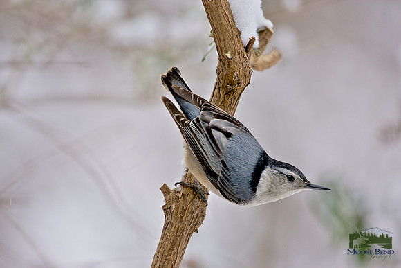 White-breasted Nuthatch