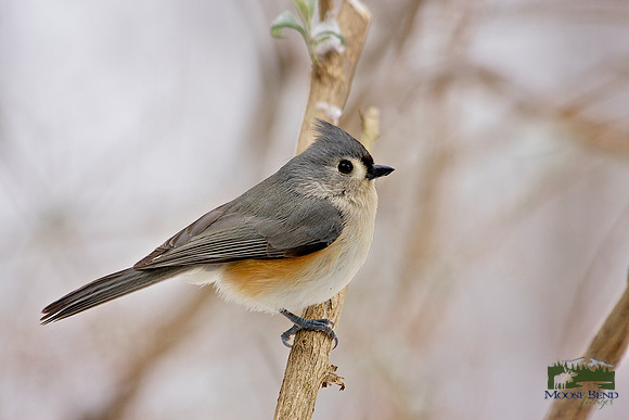 Tufted Titmouse