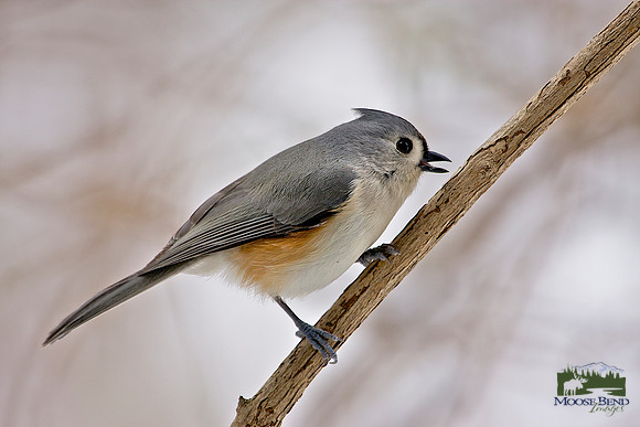 Tufted Titmouse