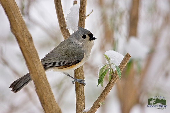 Tufted Titmouse