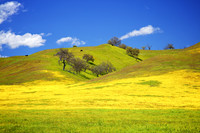 Super Bloom on California Route 58