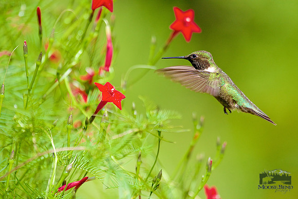 Approaching the Cypress Vine Flower