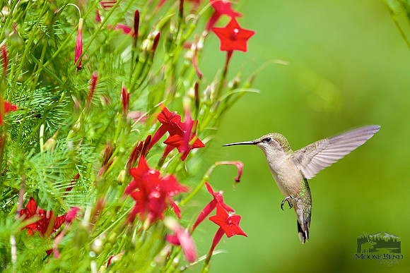 Another Hummer in the Vines
