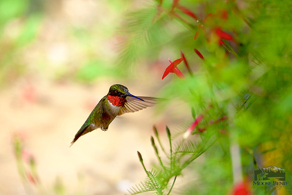 Ruby Throated