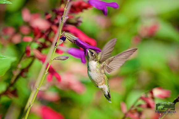 In the Garden