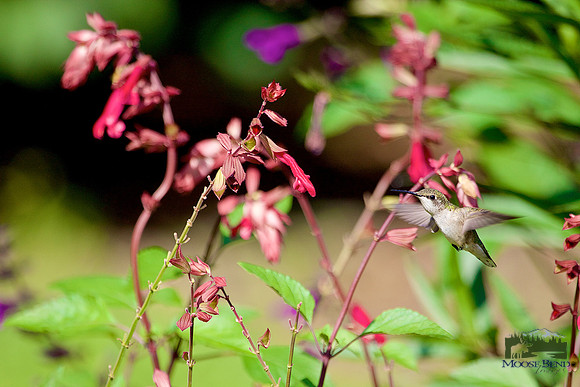Among the Salvia