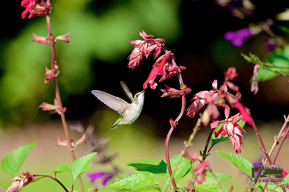 Among the Salvia No. 2