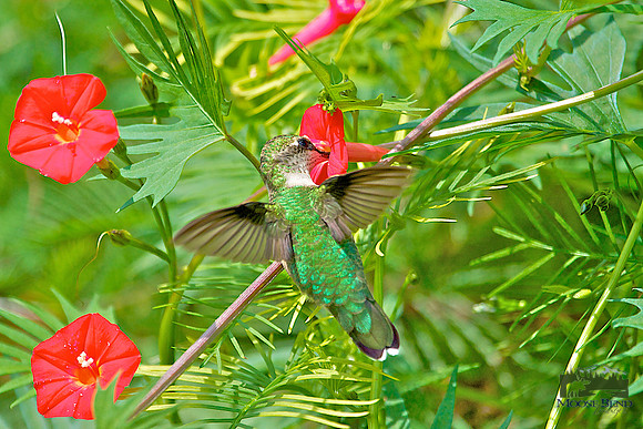 Ruby Throated