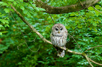 Barred Owl