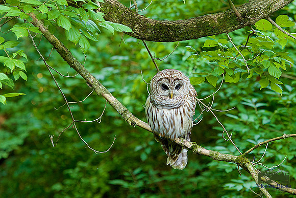 Barred Owl
