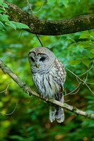Barred Owl No. 2
