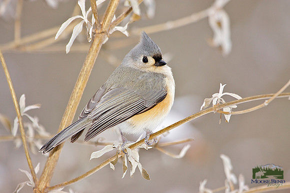 Tufted Titmouse