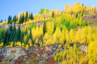 Silverton Aspens
