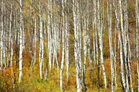 Young Aspen Grove