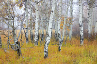 Aspens in the Fog