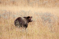 Grizzly in the Grass
