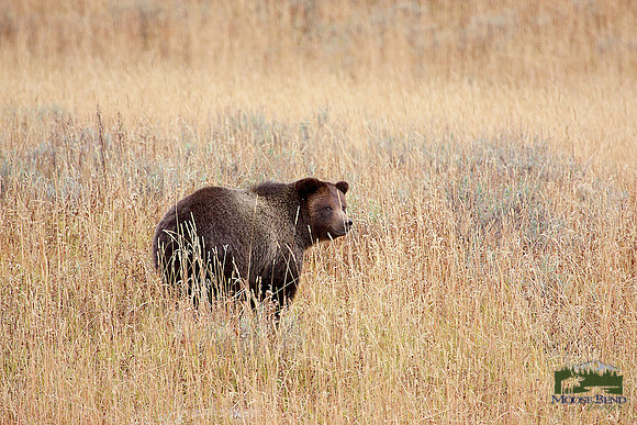 Grizzly in the Grass