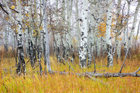 Aspens in the Fog No. 2