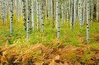 Aspens on McClure Pass III