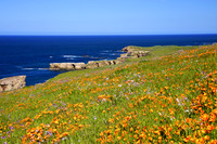 Montana de Oro Poppies