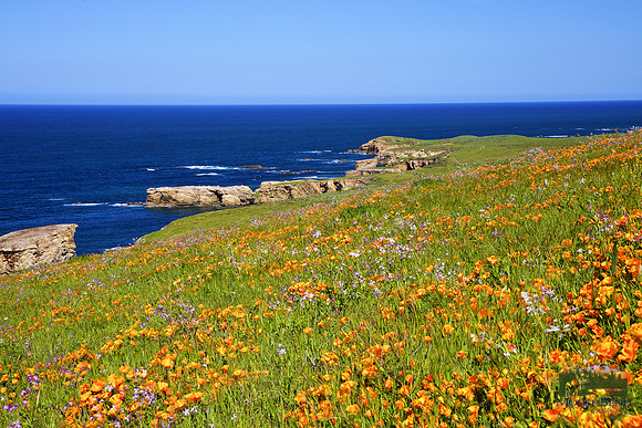 Montana de Oro Poppies