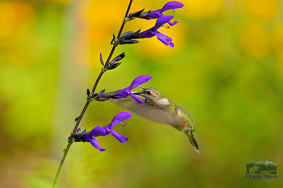Ruby-throated on Blue Bell