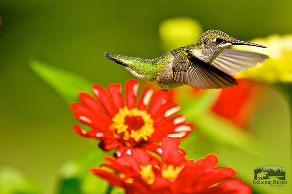 Caught in Flight