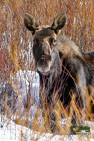 Snacking on the Willows No. 2