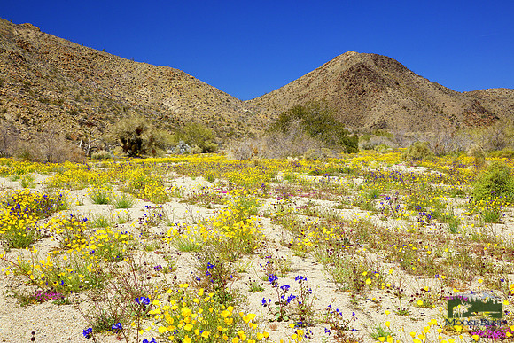 Joshua Tree NP Super Bloom